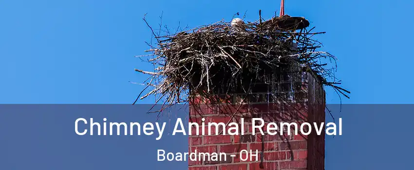  Chimney Animal Removal Boardman - OH
