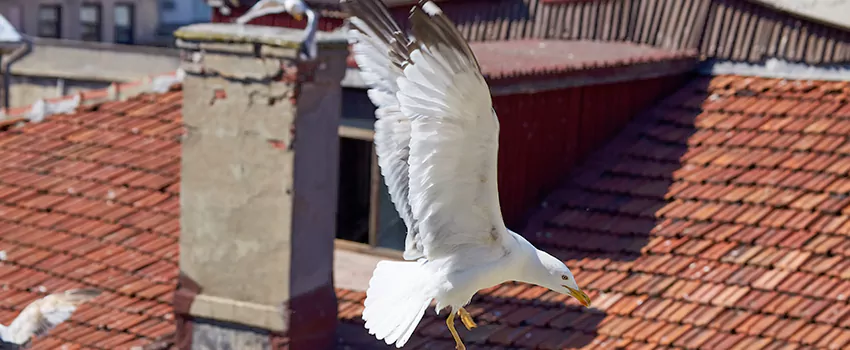 Residential Chimney Animal Removal Solution in Boardman, OH